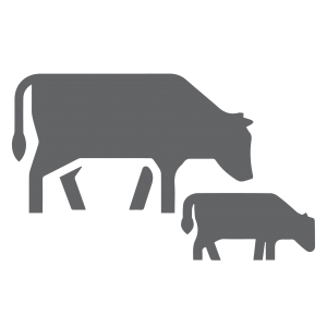Veal